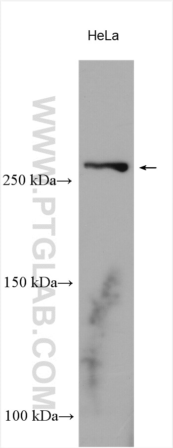 Western Blot (WB) analysis of HeLa cells using LRP2-Specific Polyclonal antibody (19700-1-AP)