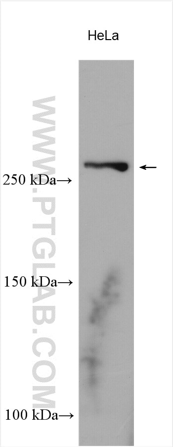 WB analysis of HeLa using 19700-1-AP