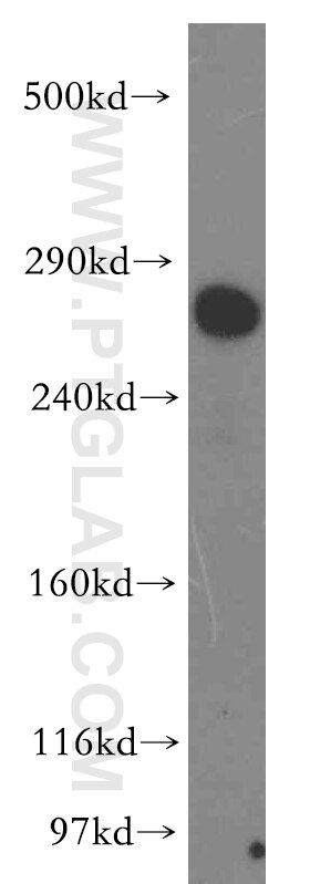 Western Blot (WB) analysis of HEK-293 cells using LRP2-Specific Polyclonal antibody (19700-1-AP)