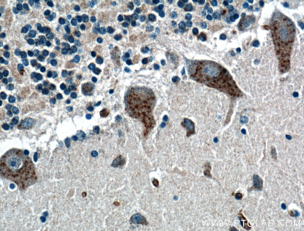 Immunohistochemistry (IHC) staining of human cerebellum tissue using LRP2BP Polyclonal antibody (25783-1-AP)