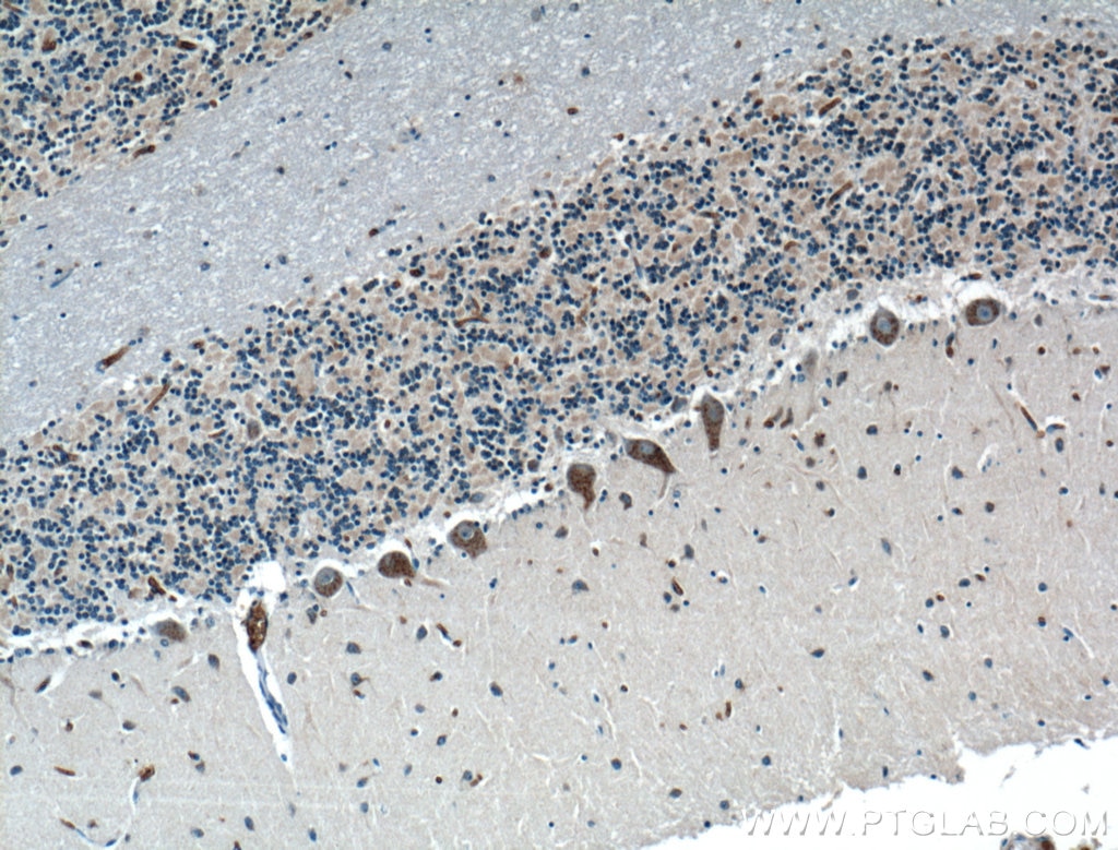 Immunohistochemistry (IHC) staining of human cerebellum tissue using LRP2BP Polyclonal antibody (25783-1-AP)