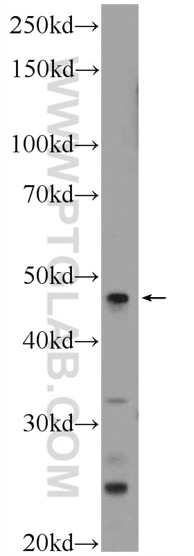 Western Blot (WB) analysis of rat lung tissue using LRP2BP Polyclonal antibody (25783-1-AP)