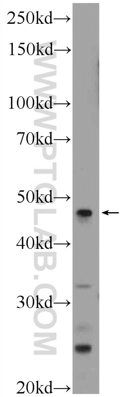 WB analysis of rat lung using 25783-1-AP