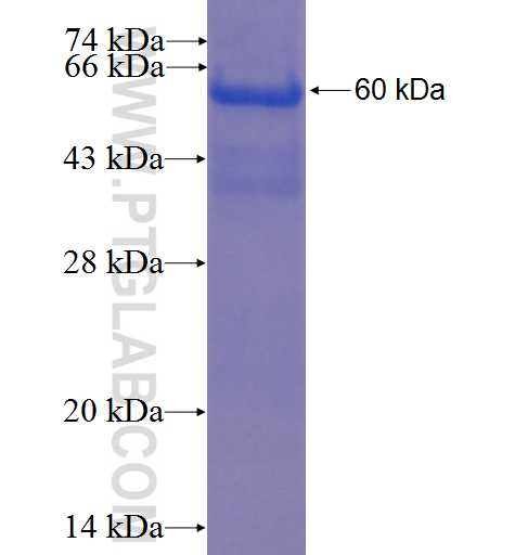 LRP2BP fusion protein Ag22703 SDS-PAGE