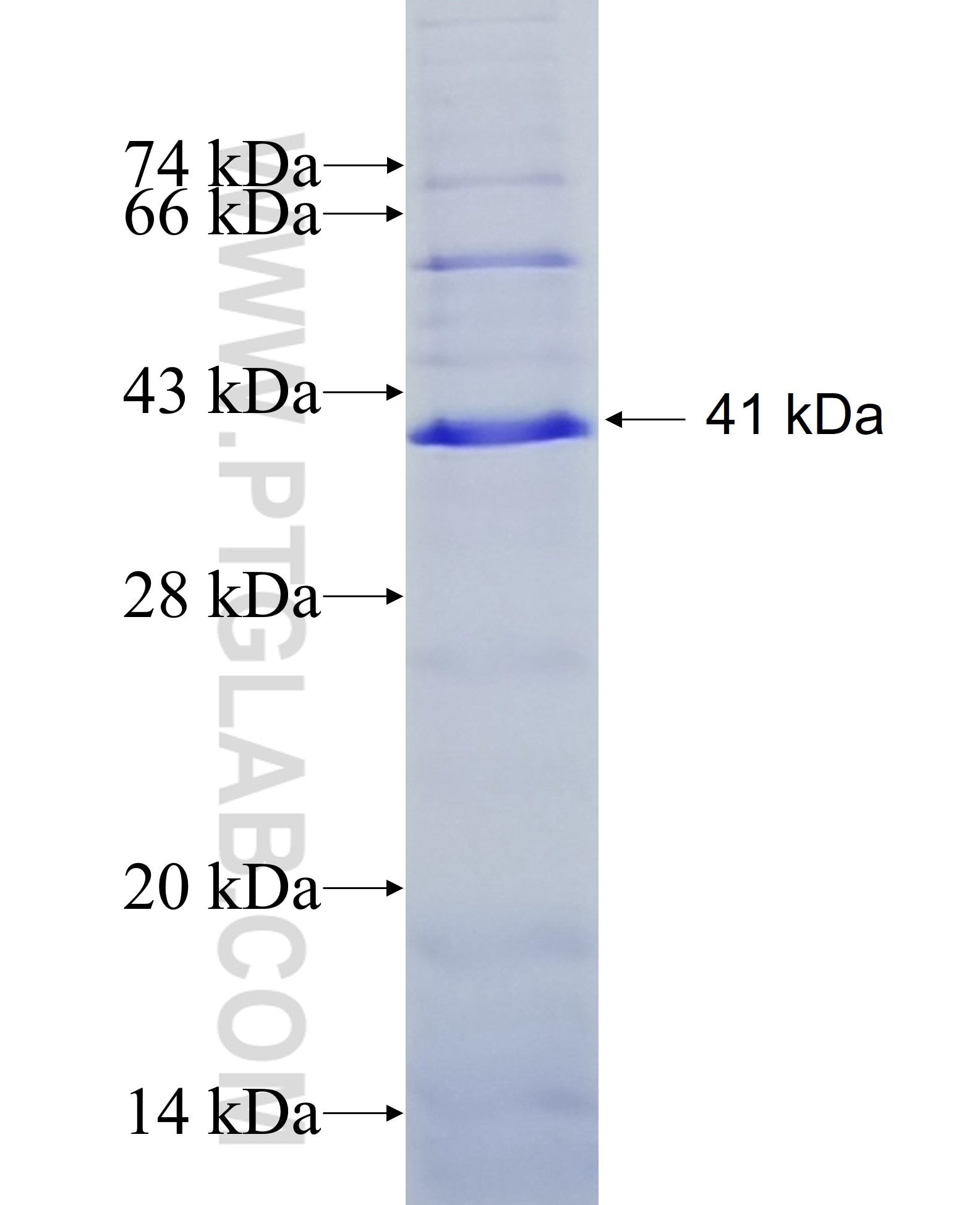 LRP3 fusion protein Ag7815 SDS-PAGE