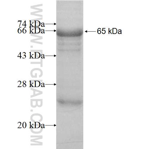 LRP3 fusion protein Ag7927 SDS-PAGE