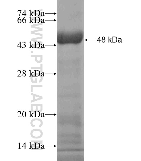 LRP4 fusion protein Ag19487 SDS-PAGE