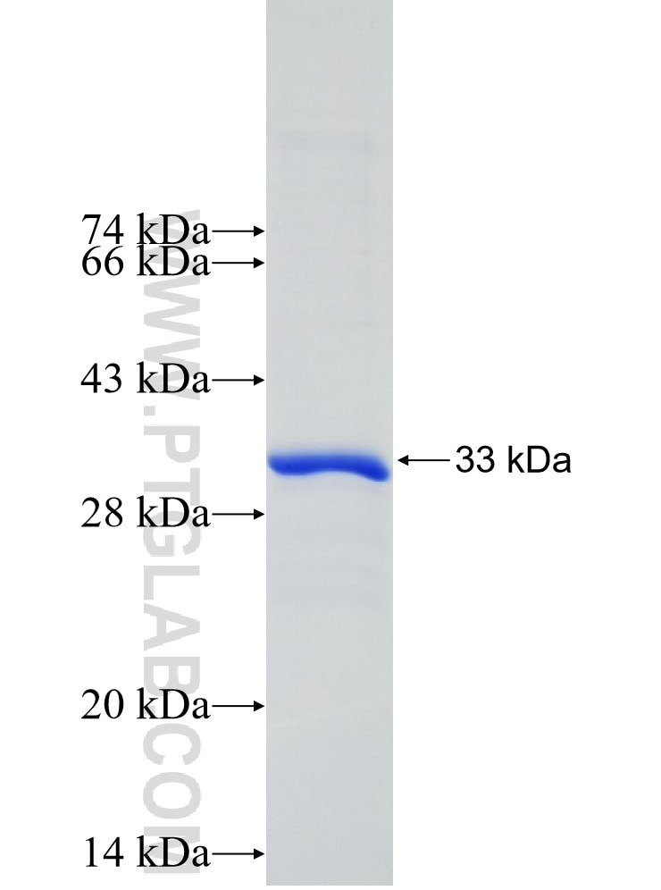 LRP5 fusion protein Ag30212 SDS-PAGE