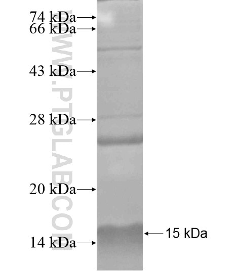 LRP5 fusion protein Ag19034 SDS-PAGE