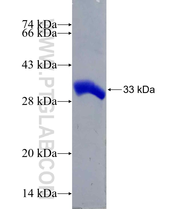 LRP5 fusion protein Ag20043 SDS-PAGE