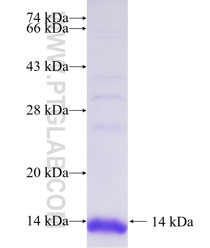 LRP5L fusion protein Ag36395 SDS-PAGE