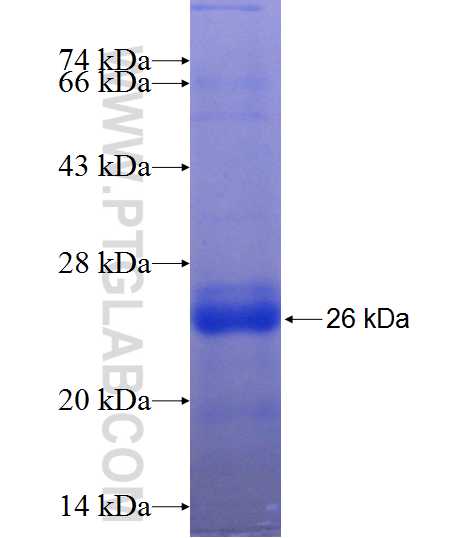 LRP6 fusion protein Ag24264 SDS-PAGE