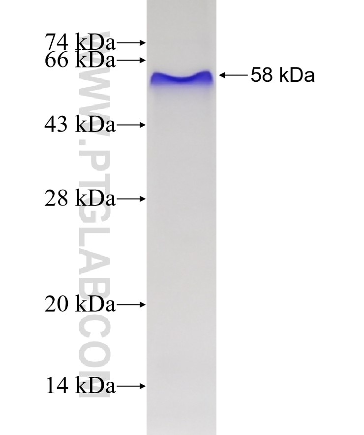 LRP8 fusion protein Ag20394 SDS-PAGE