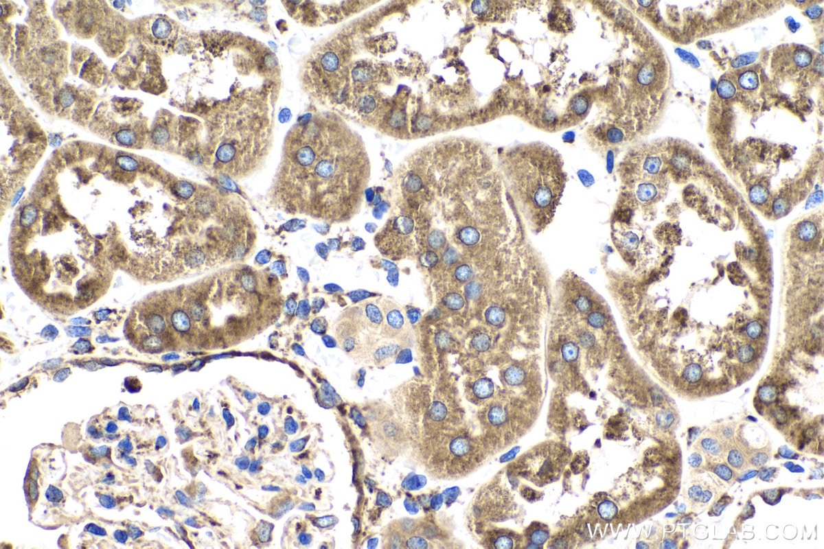 Immunohistochemistry (IHC) staining of human kidney tissue using LRPAP1 Polyclonal antibody (24662-1-AP)