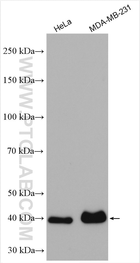 Western Blot (WB) analysis of various lysates using LRPAP1 Polyclonal antibody (24662-1-AP)