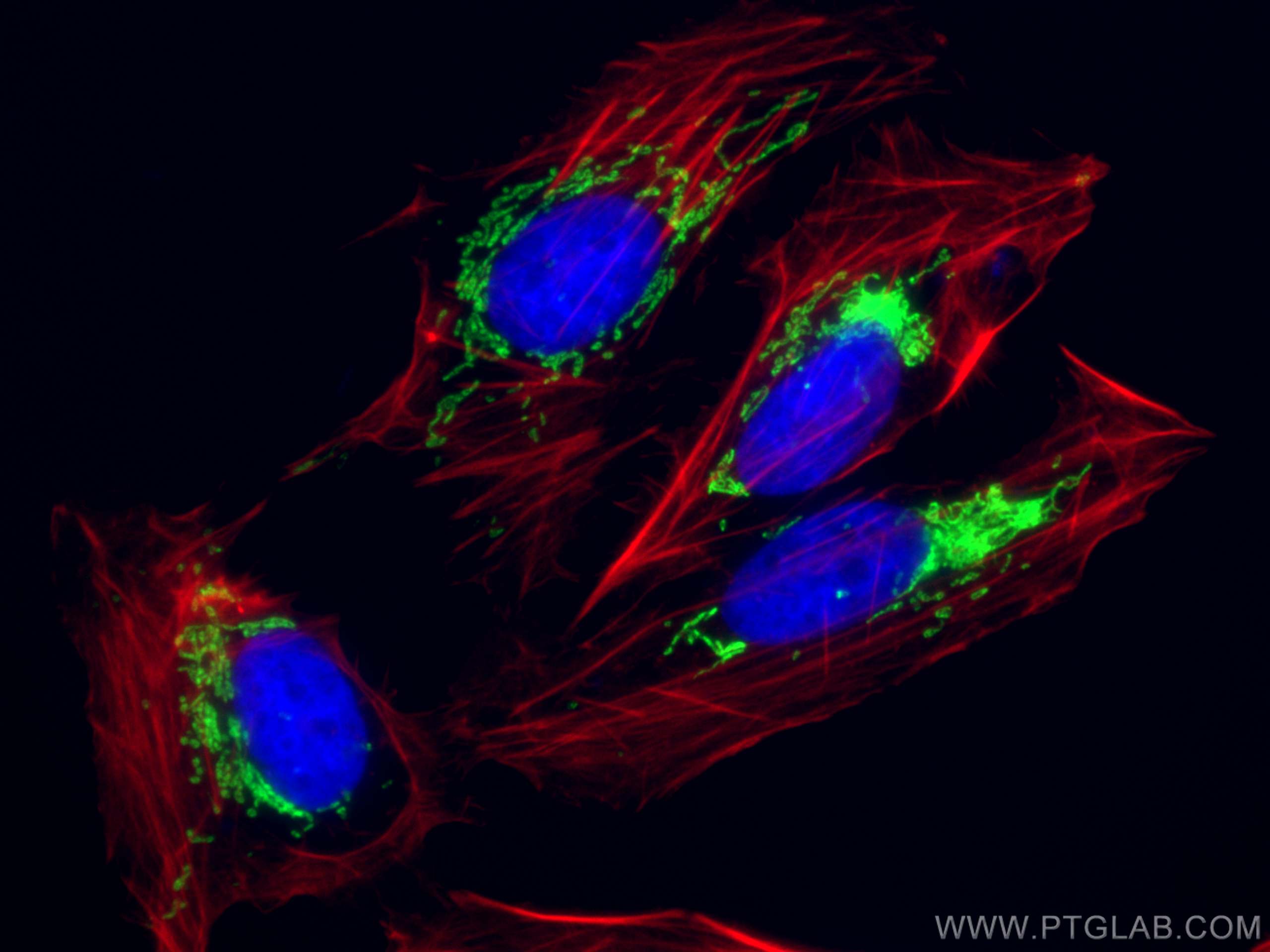Immunofluorescence (IF) / fluorescent staining of U2OS cells using LRPPRC Polyclonal antibody (21175-1-AP)