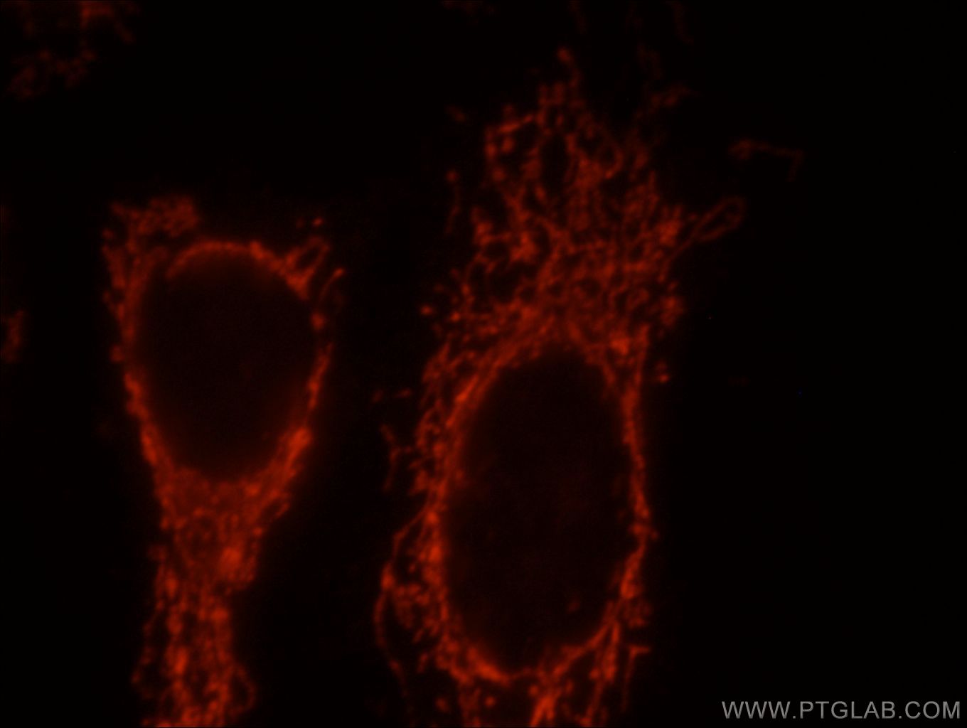 Immunofluorescence (IF) / fluorescent staining of HepG2 cells using LRPPRC Polyclonal antibody (21175-1-AP)