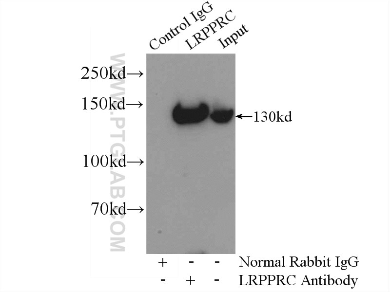 Immunoprecipitation (IP) experiment of HeLa cells using LRPPRC Polyclonal antibody (21175-1-AP)