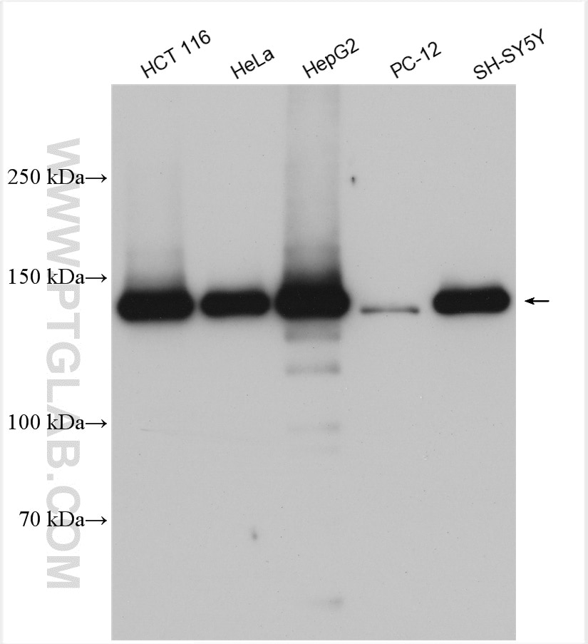 Western Blot (WB) analysis of various lysates using LRPPRC Polyclonal antibody (21175-1-AP)