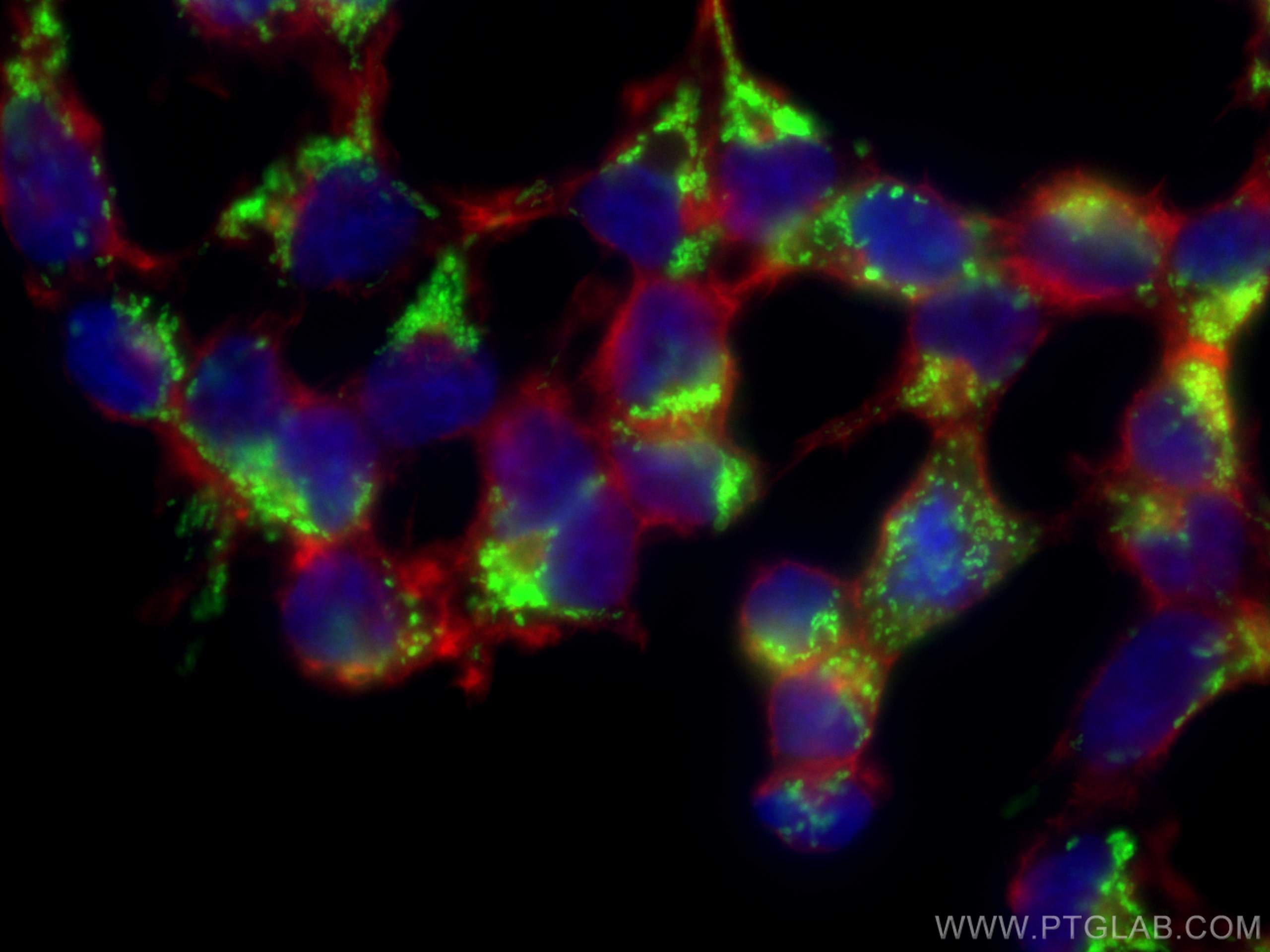 Immunofluorescence (IF) / fluorescent staining of HEK-293 cells using LRPPRC Monoclonal antibody (67679-1-Ig)