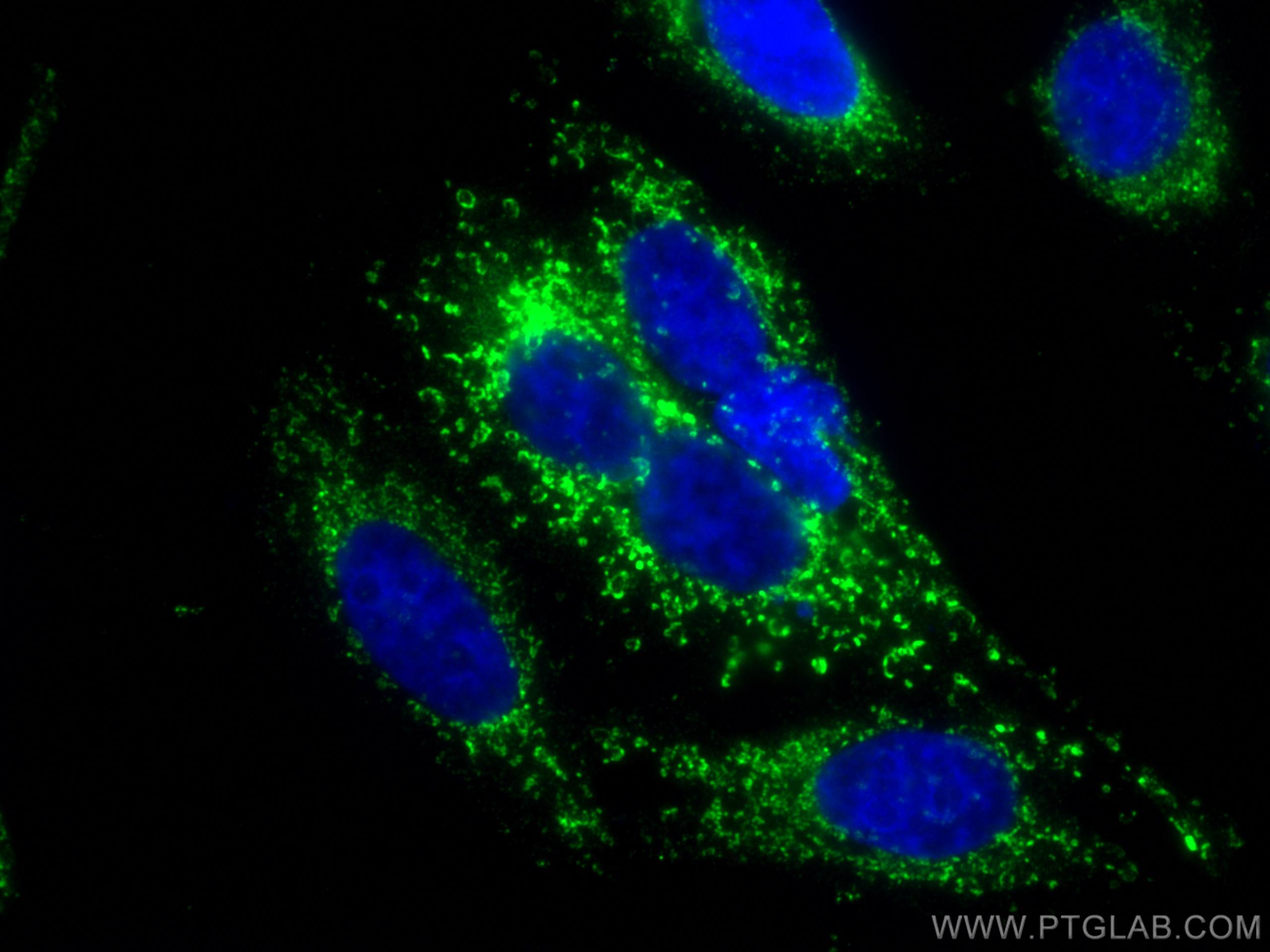 Immunofluorescence (IF) / fluorescent staining of HepG2 cells using LRPPRC Monoclonal antibody (67679-1-Ig)