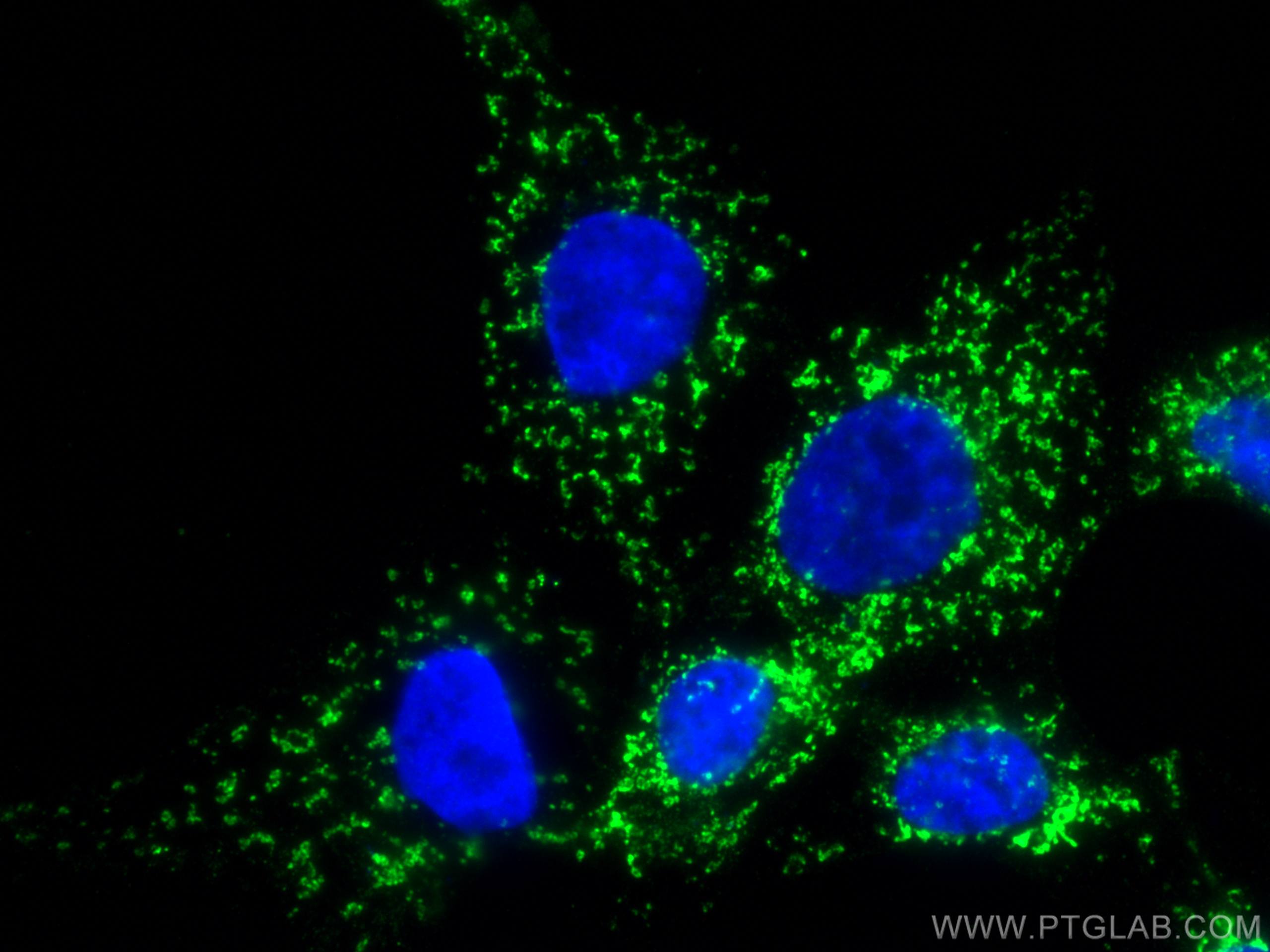 Immunofluorescence (IF) / fluorescent staining of A431 cells using LRPPRC Monoclonal antibody (67679-1-Ig)