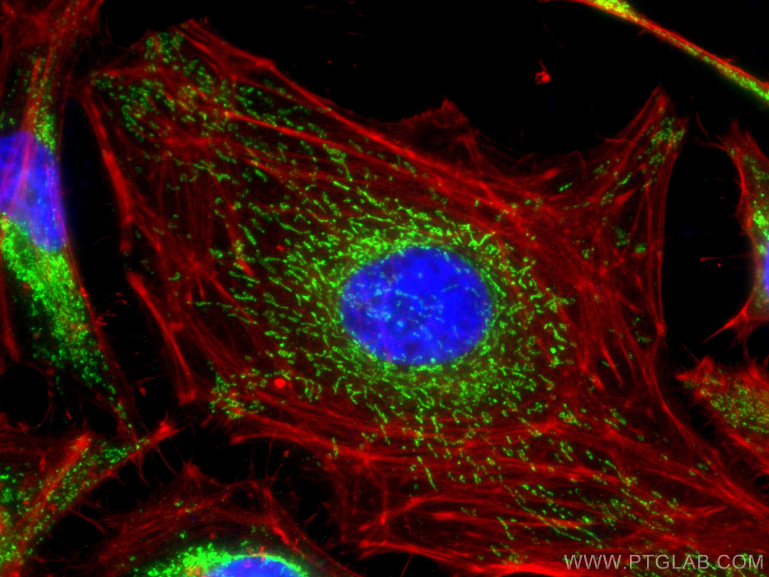 Immunofluorescence (IF) / fluorescent staining of HeLa cells using LRPPRC Monoclonal antibody (67679-1-Ig)