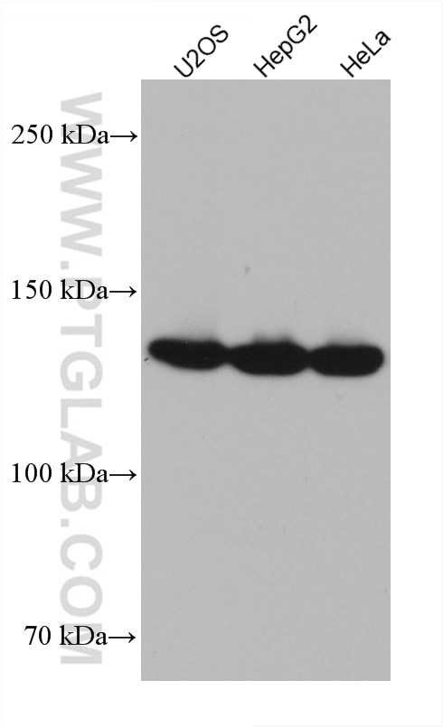 Western Blot (WB) analysis of various lysates using LRPPRC Monoclonal antibody (67679-1-Ig)