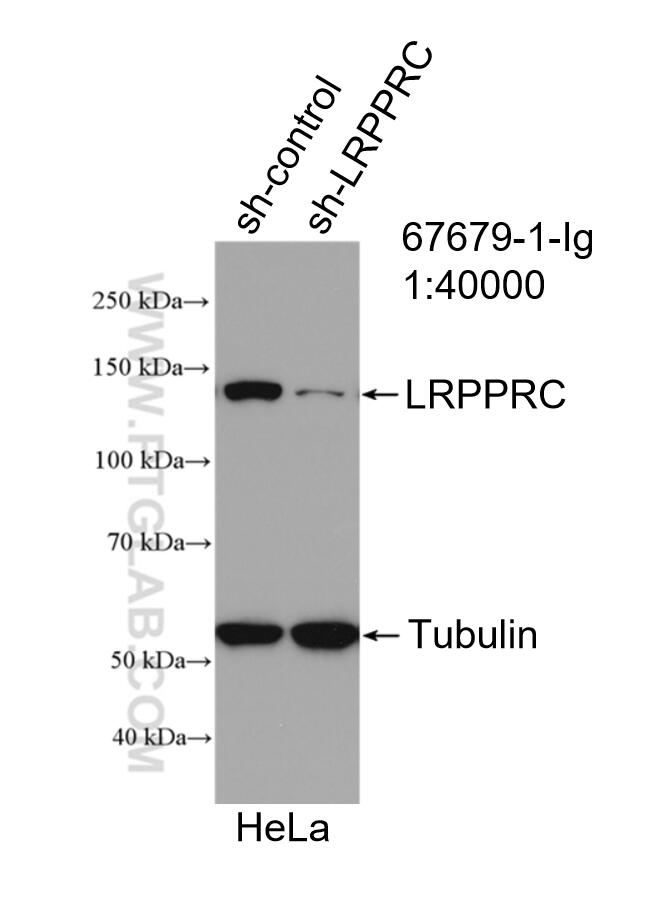 Western Blot (WB) analysis of HeLa cells using LRPPRC Monoclonal antibody (67679-1-Ig)