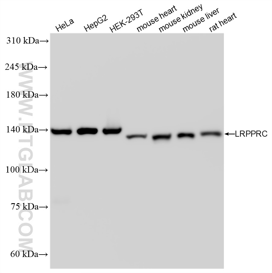 Western Blot (WB) analysis of various lysates using LRPPRC Recombinant monoclonal antibody (86616-2-RR)