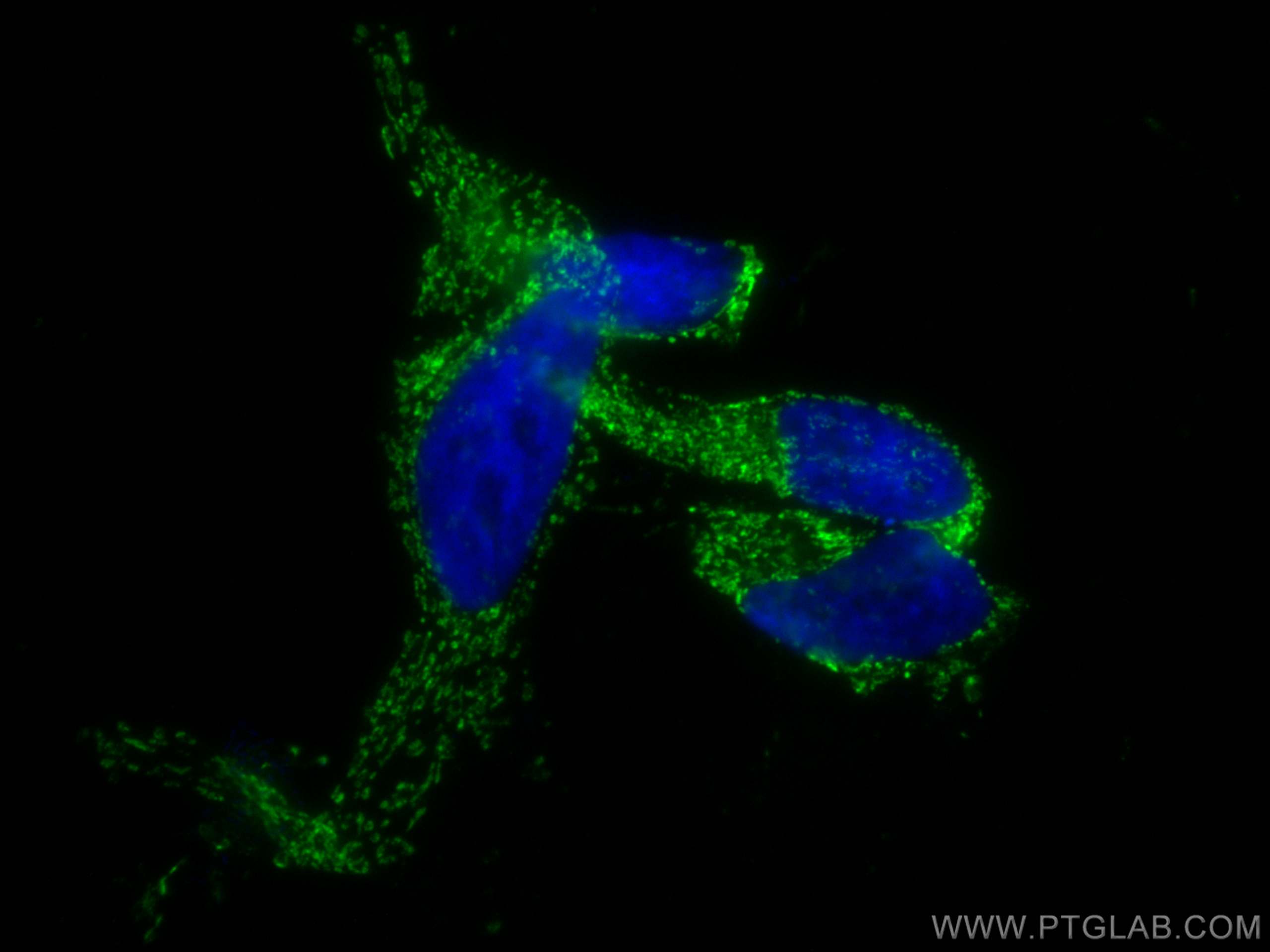 Immunofluorescence (IF) / fluorescent staining of HEK-293 cells using CoraLite® Plus 488-conjugated LRPPRC Polyclonal an (CL488-21175)