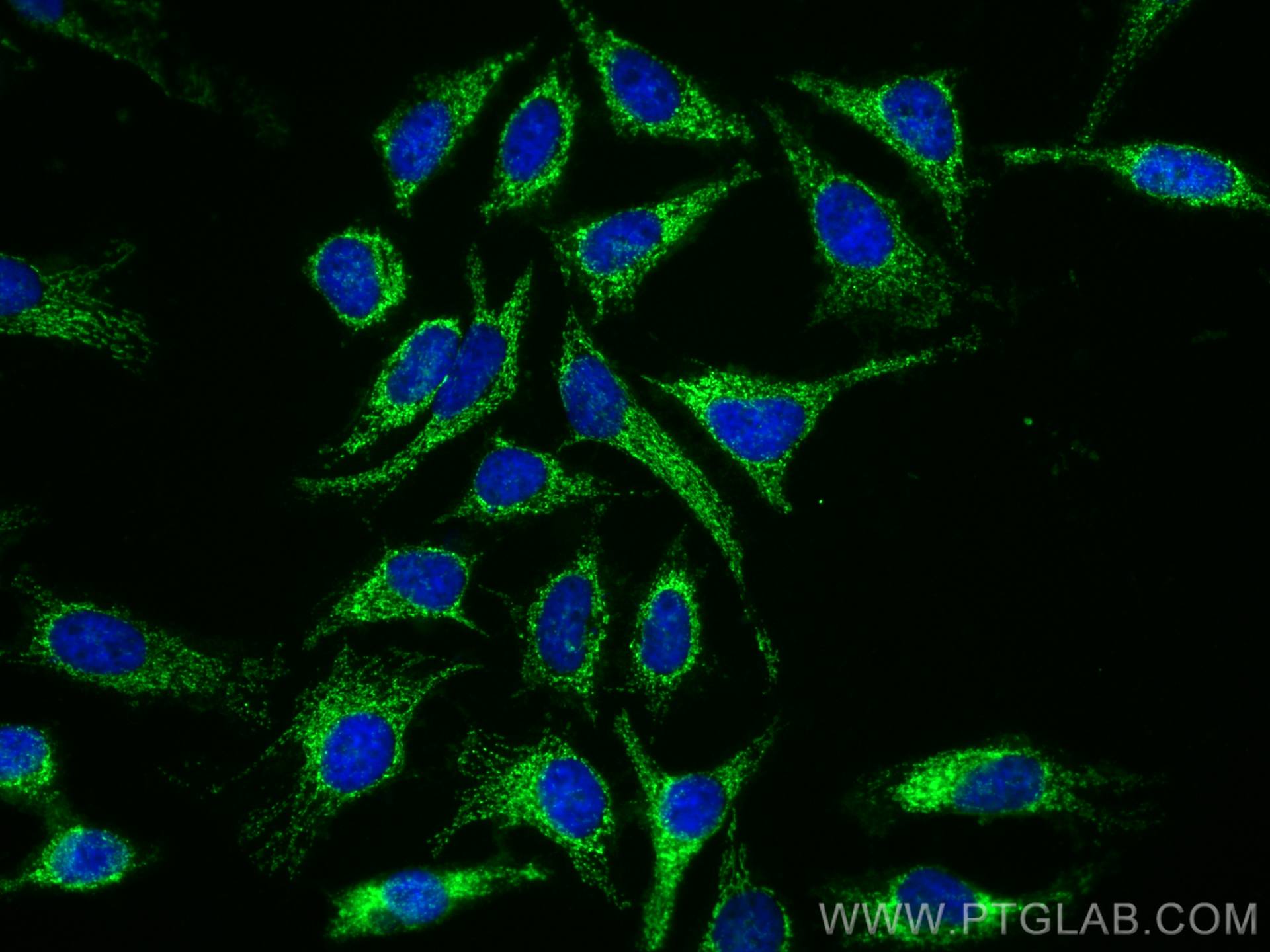 Immunofluorescence (IF) / fluorescent staining of HeLa cells using CoraLite® Plus 488-conjugated LRPPRC Monoclonal an (CL488-67679)