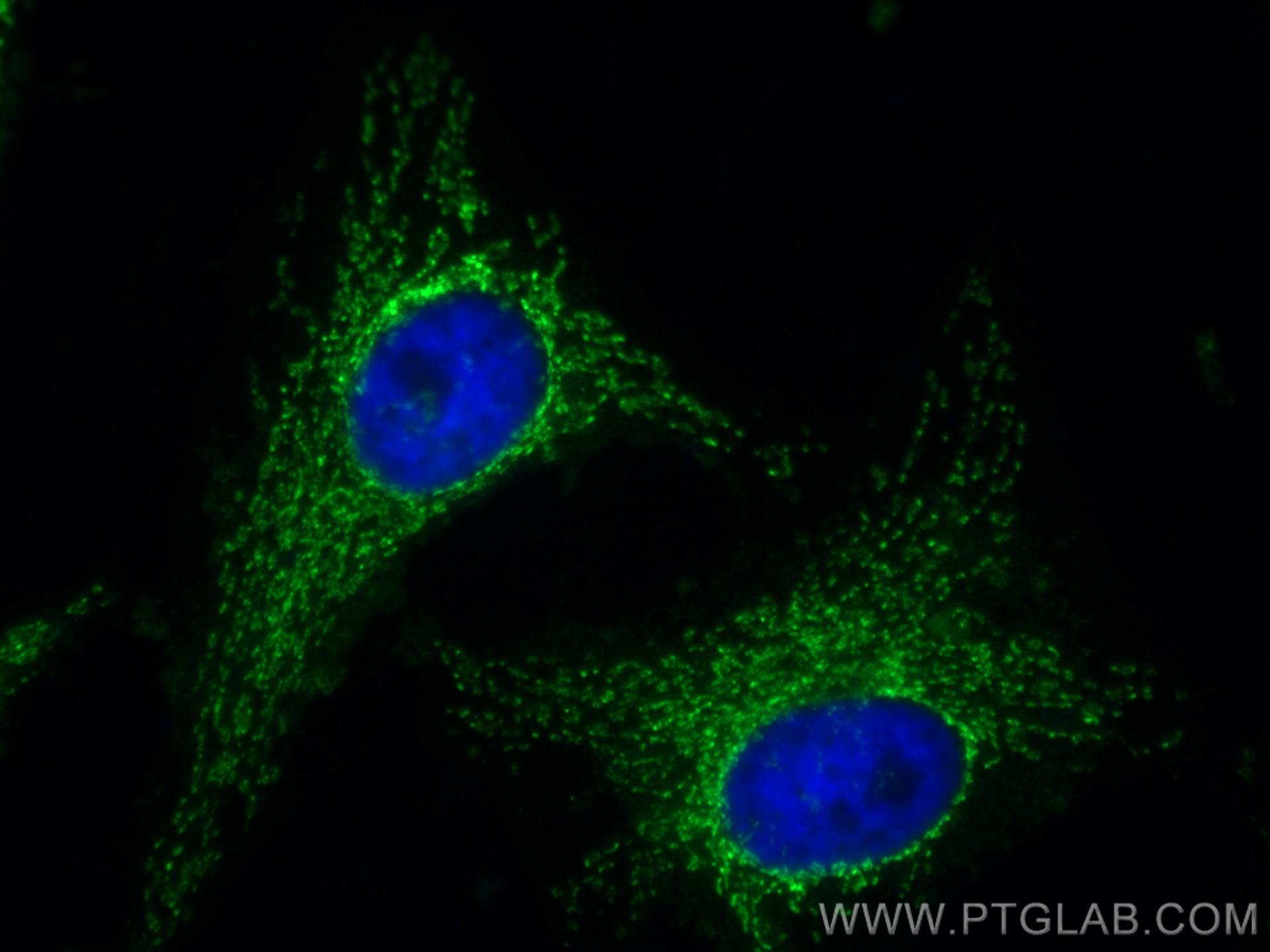 Immunofluorescence (IF) / fluorescent staining of HeLa cells using CoraLite® Plus 488-conjugated LRPPRC Monoclonal an (CL488-67679)