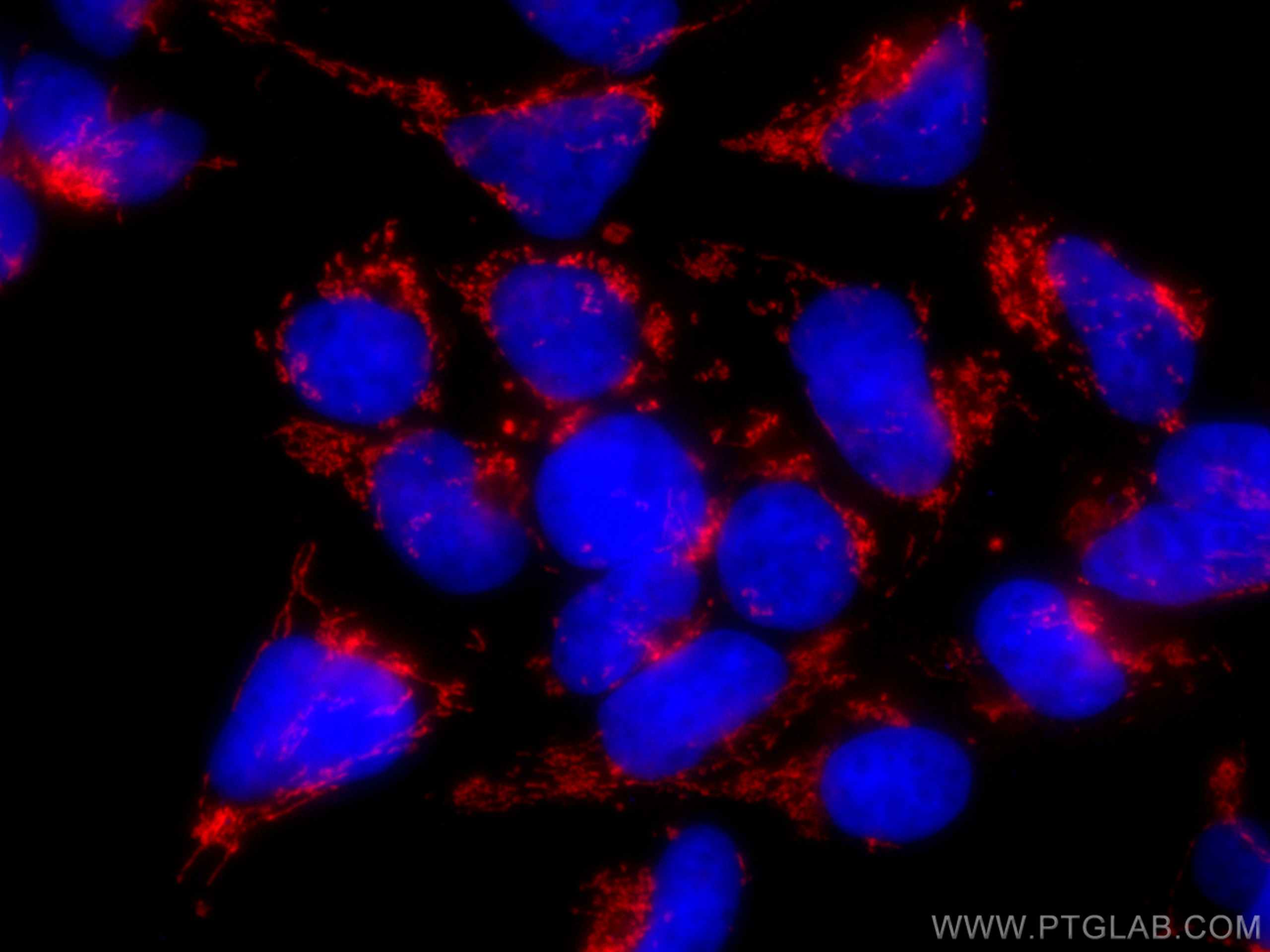 Immunofluorescence (IF) / fluorescent staining of HEK-293 cells using CoraLite®594-conjugated LRPPRC Monoclonal antibody (CL594-67679)