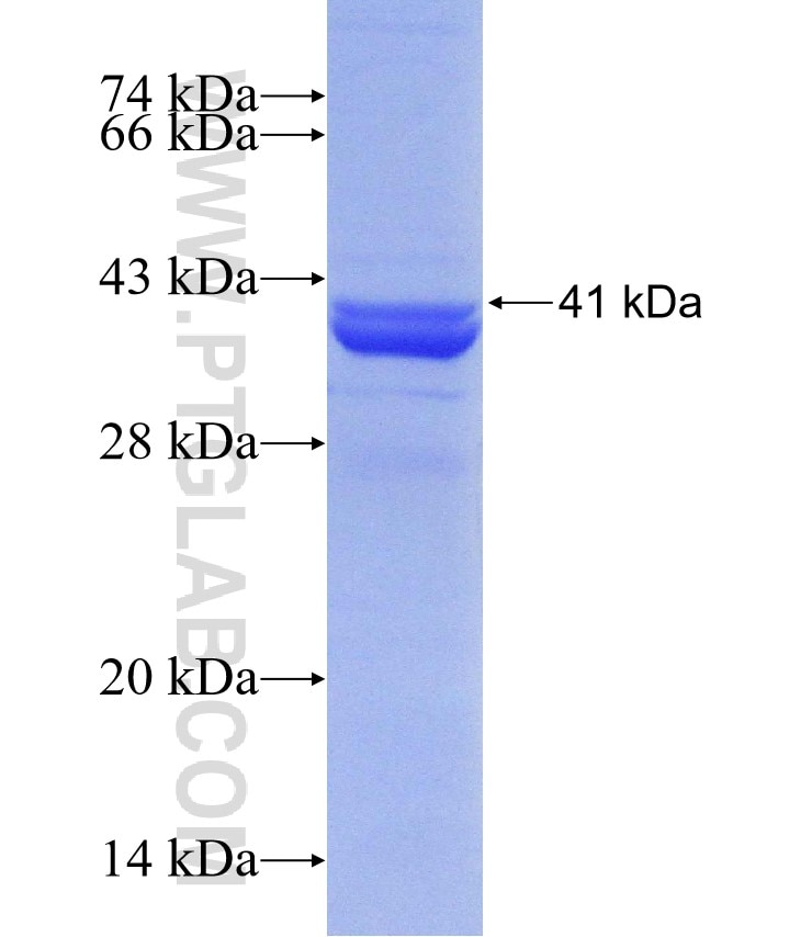 LRPPRC fusion protein Ag30261 SDS-PAGE