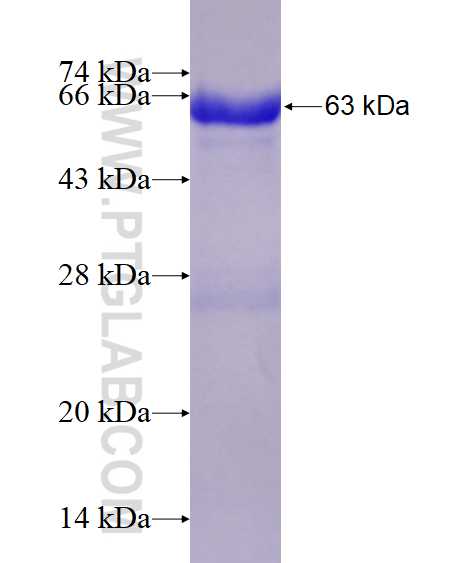 LRPPRC fusion protein Ag15452 SDS-PAGE