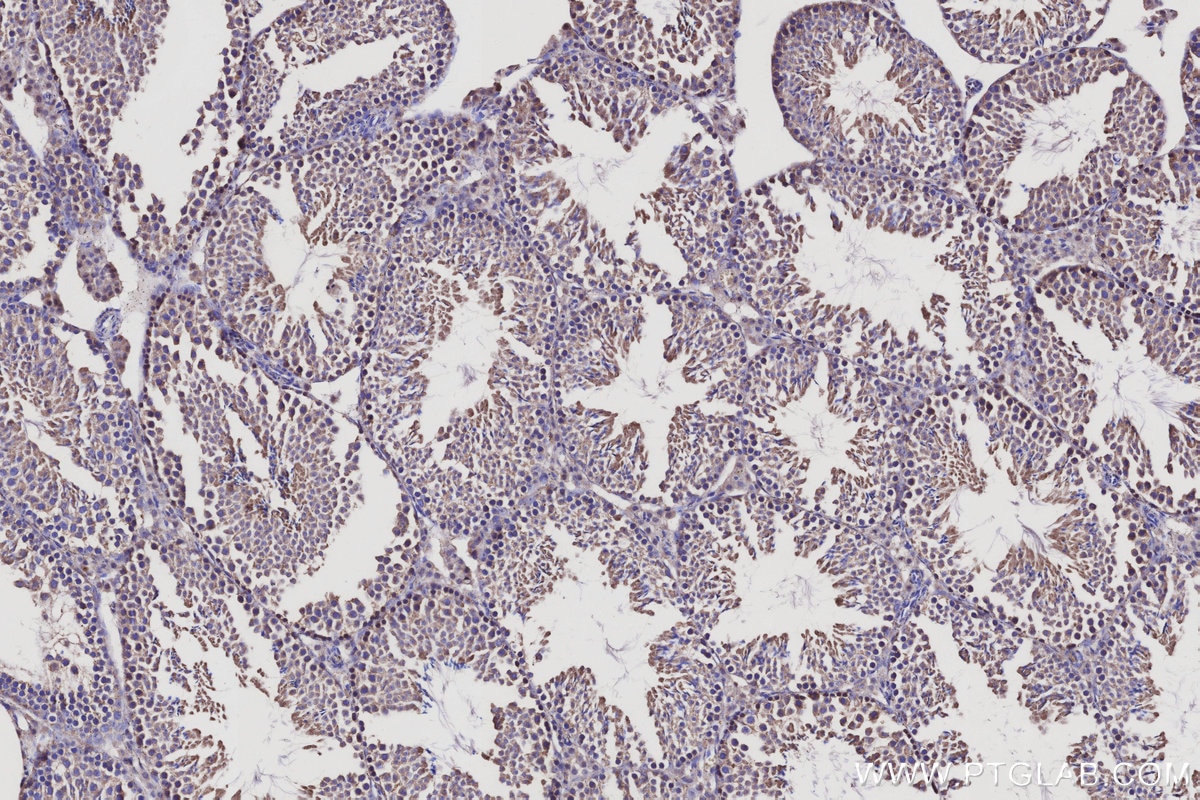 Immunohistochemistry (IHC) staining of mouse testis tissue using LRRC1 Polyclonal antibody (10128-2-AP)