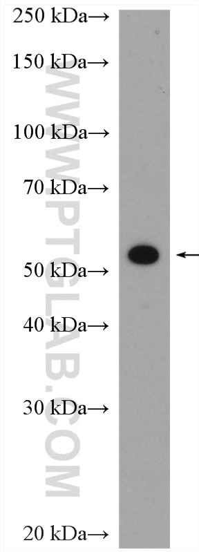 Western Blot (WB) analysis of HEK-293 cells using LRRC1 Polyclonal antibody (10128-2-AP)
