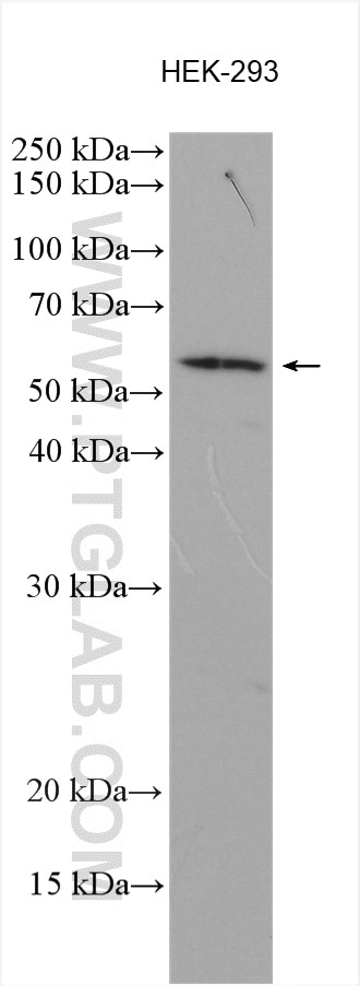 Western Blot (WB) analysis of various lysates using LRRC1 Polyclonal antibody (10128-2-AP)