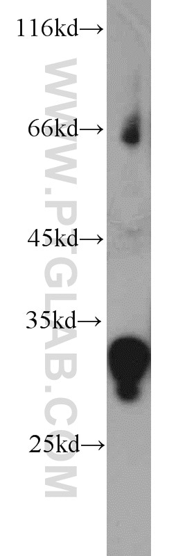 Western Blot (WB) analysis of mouse stomach tissue using LRRC10 Polyclonal antibody (21575-1-AP)