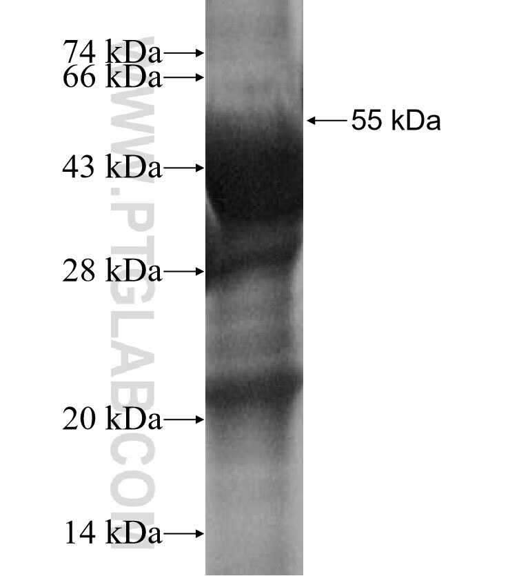 LRRC10 fusion protein Ag16117 SDS-PAGE