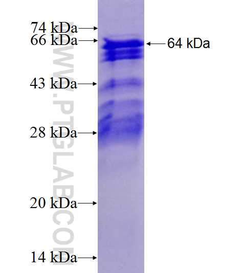 LRRC16A fusion protein Ag25876 SDS-PAGE