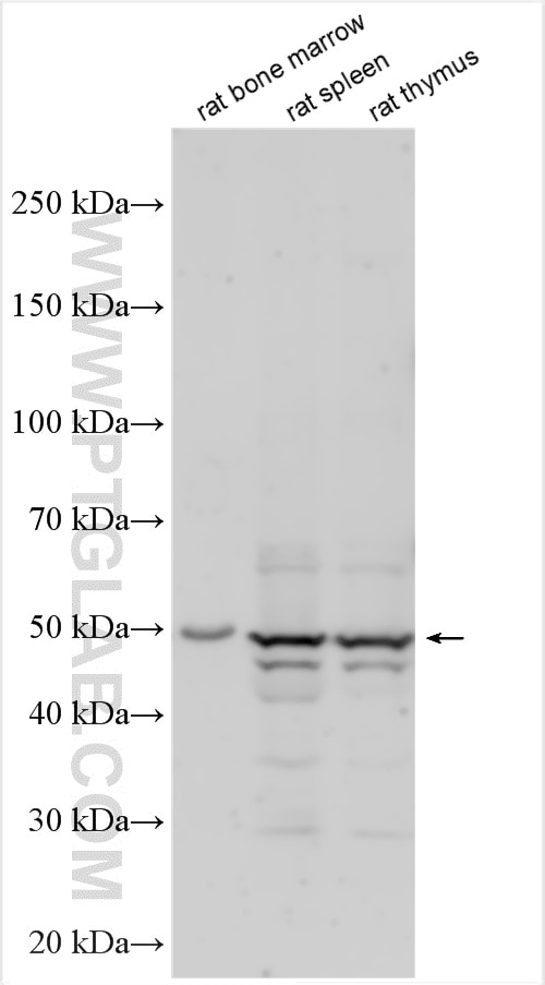 Western Blot (WB) analysis of various lysates using LRRC17 Polyclonal antibody (20918-1-AP)