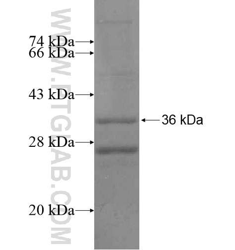 LRRC18 fusion protein Ag14894 SDS-PAGE