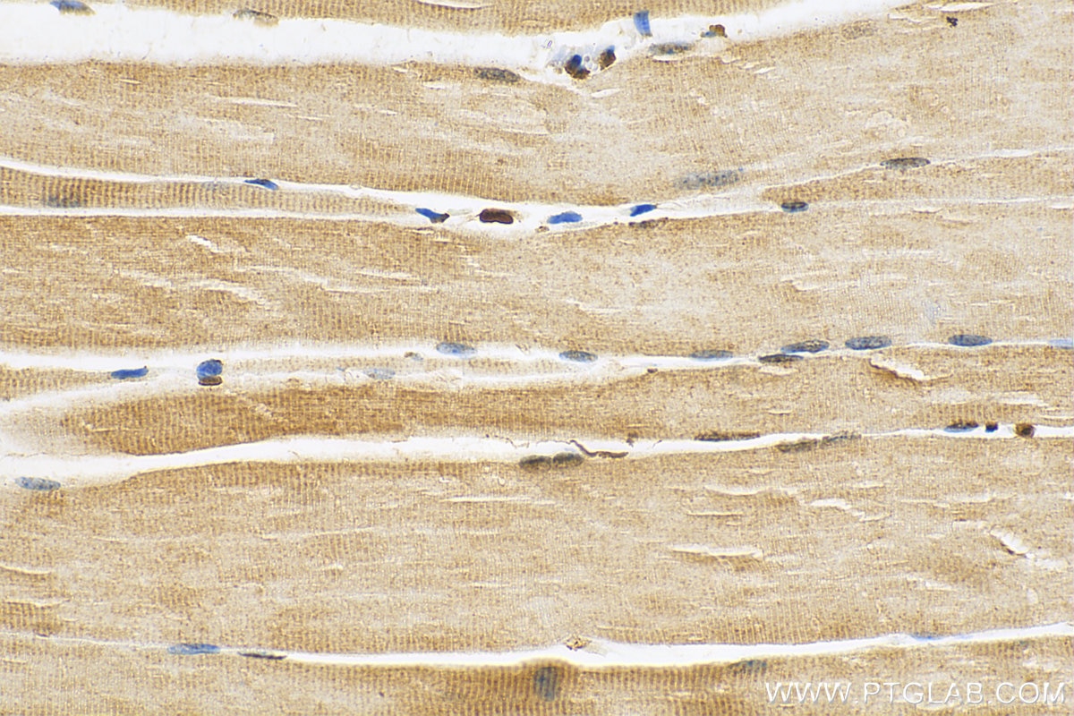 IHC staining of mouse skeletal muscle using 28057-1-AP