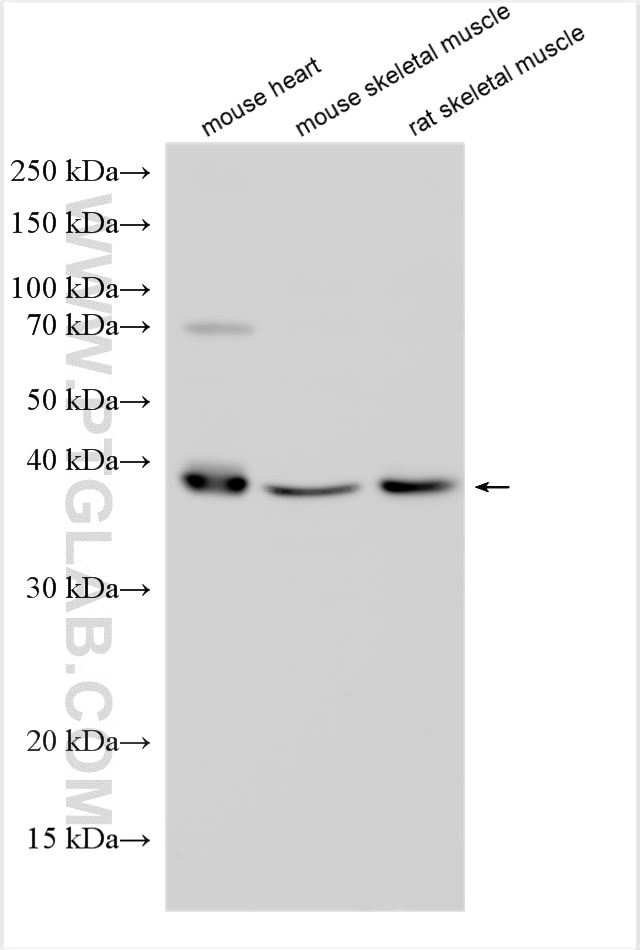 WB analysis using 28057-1-AP