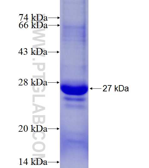 LRRC2 fusion protein Ag27363 SDS-PAGE