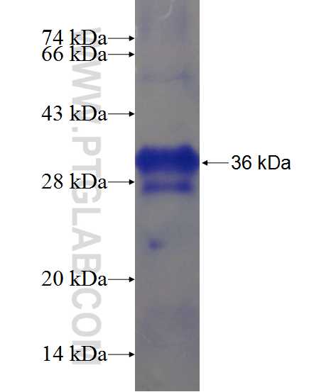 LRRC20 fusion protein Ag22119 SDS-PAGE