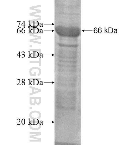LRRC23 fusion protein Ag14901 SDS-PAGE