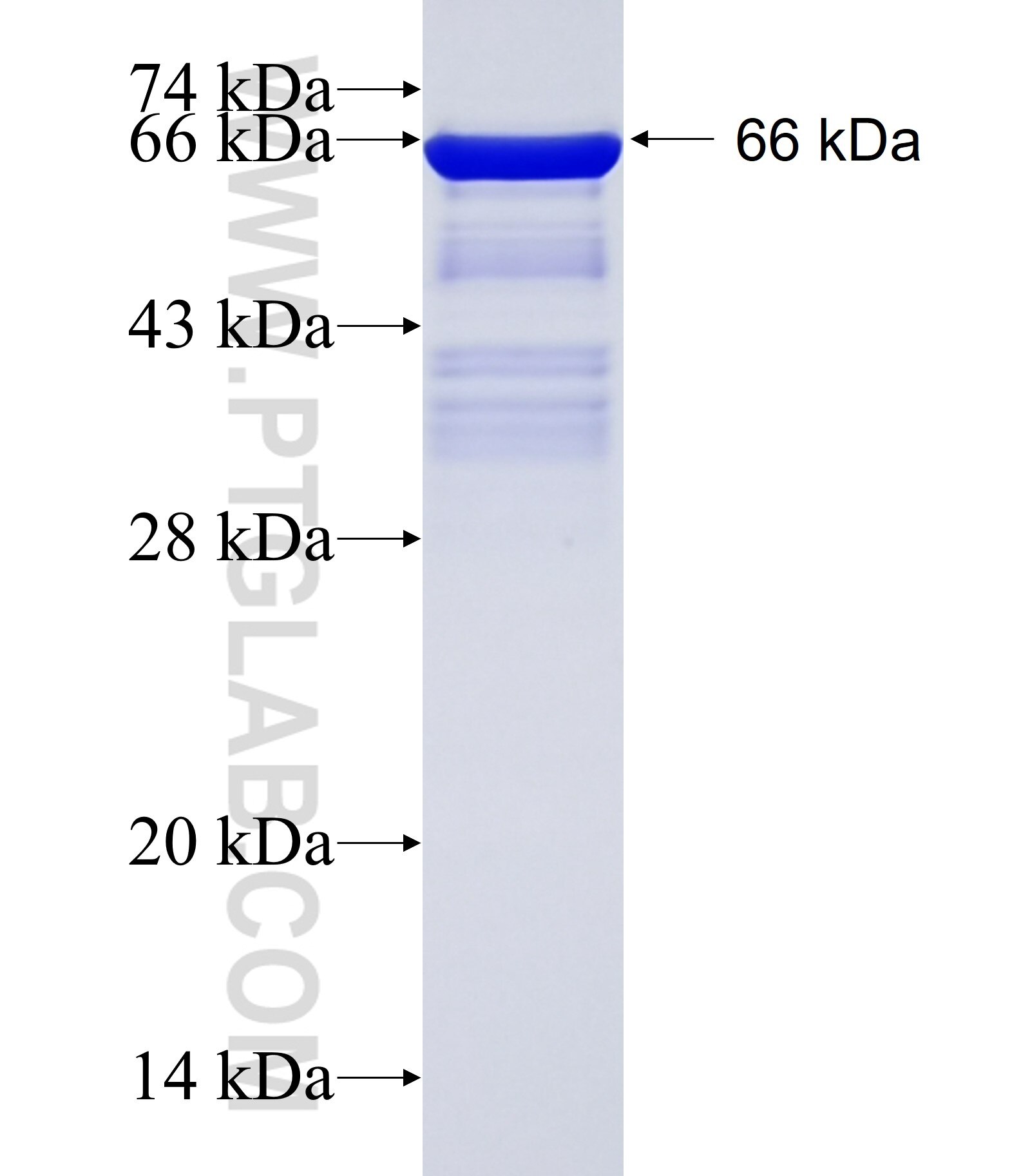 LRRC23 fusion protein Ag14901 SDS-PAGE